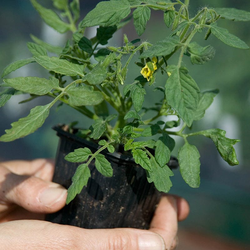 Basket and Container Tomato Plant Collection - Image 3
