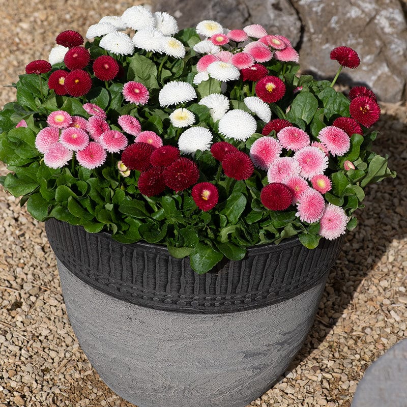 Bellis Bellissima Mixed Plants - Image 4