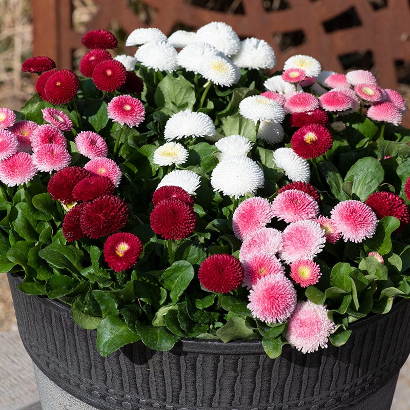 Bellis Bellissima Mixed Plants - Image 5
