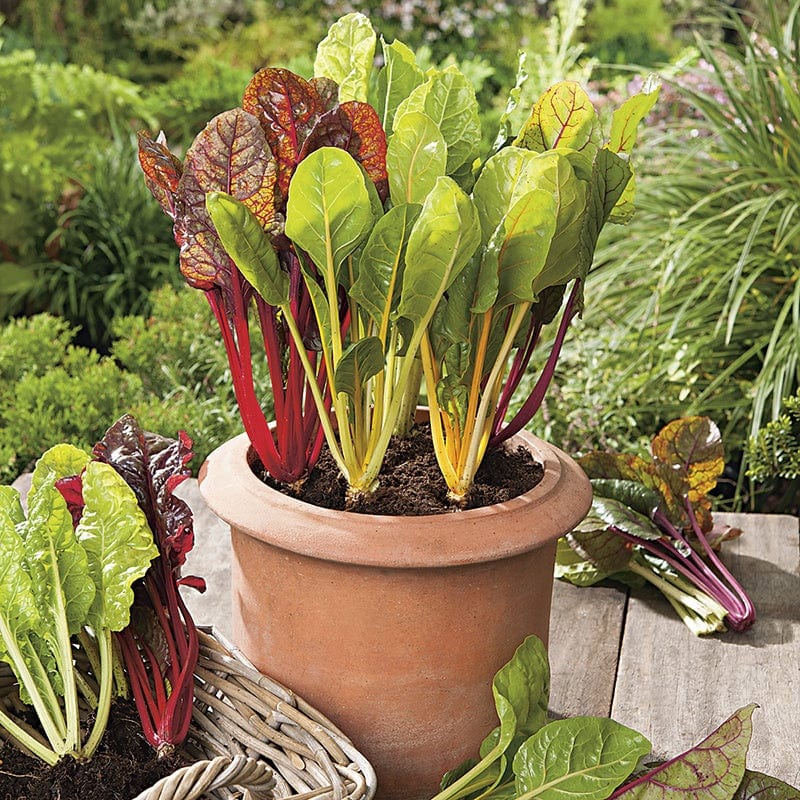 Chard Bright Lights Seeds - Image 3