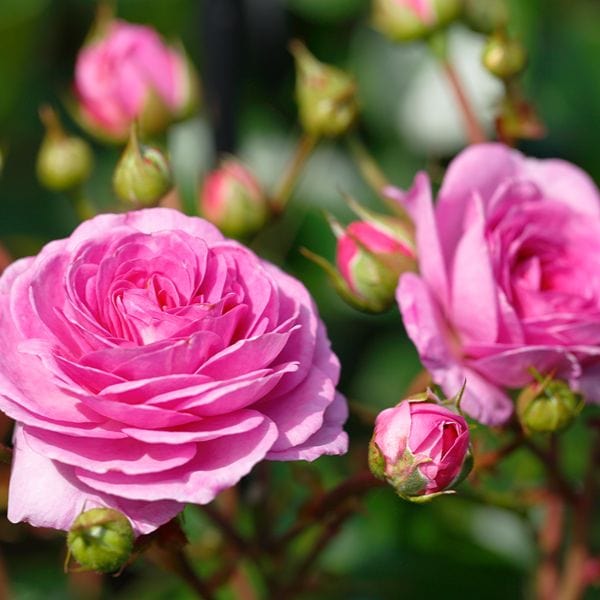 Climbing Rose Trio Plants Collection - Image 3