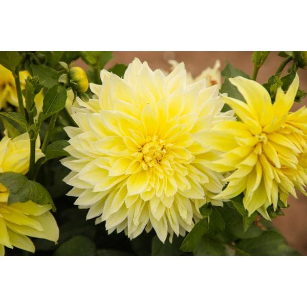 Dahlia Kelvin Floodlight Flower Plant - Image 3