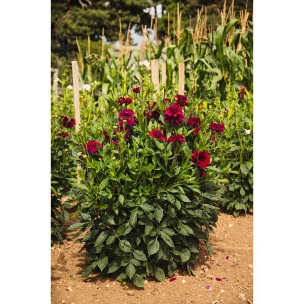 Dahlia Mister Blue Flower Plant - Image 3