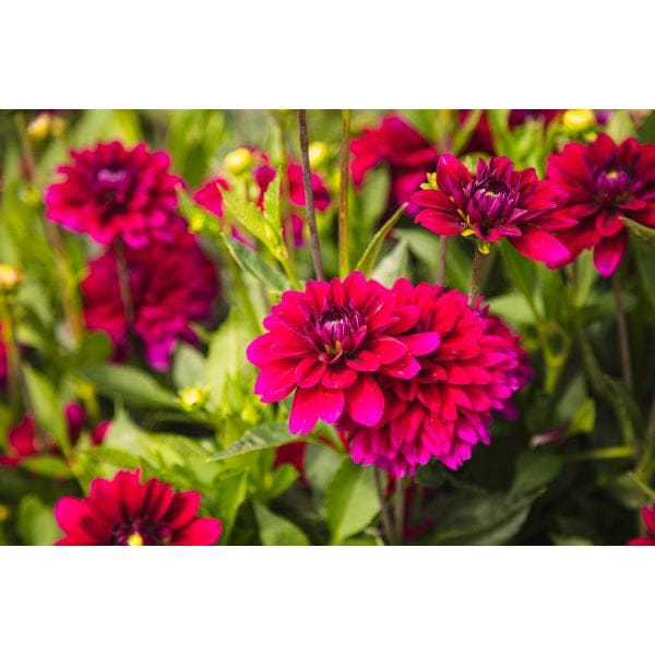 Dahlia Mister Blue Flower Plant - Image 4