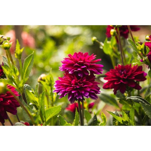 Dahlia Mister Blue Flower Plant - Image 5