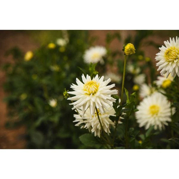 Dahlia My Love Flower Plant - Image 3