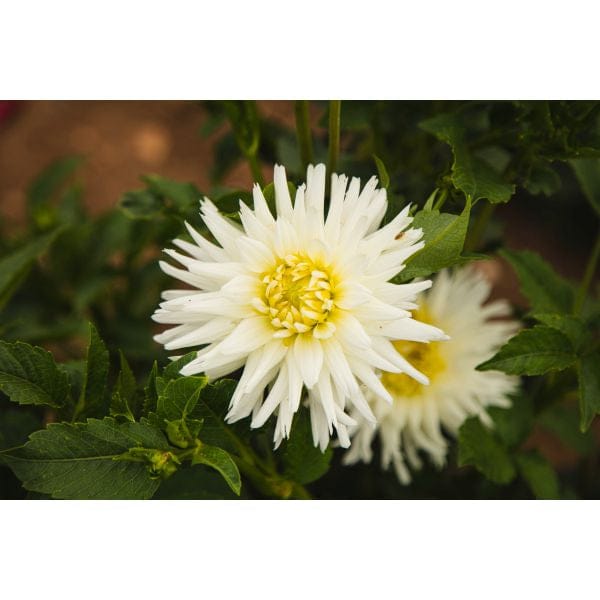 Dahlia My Love Flower Plant - Image 4