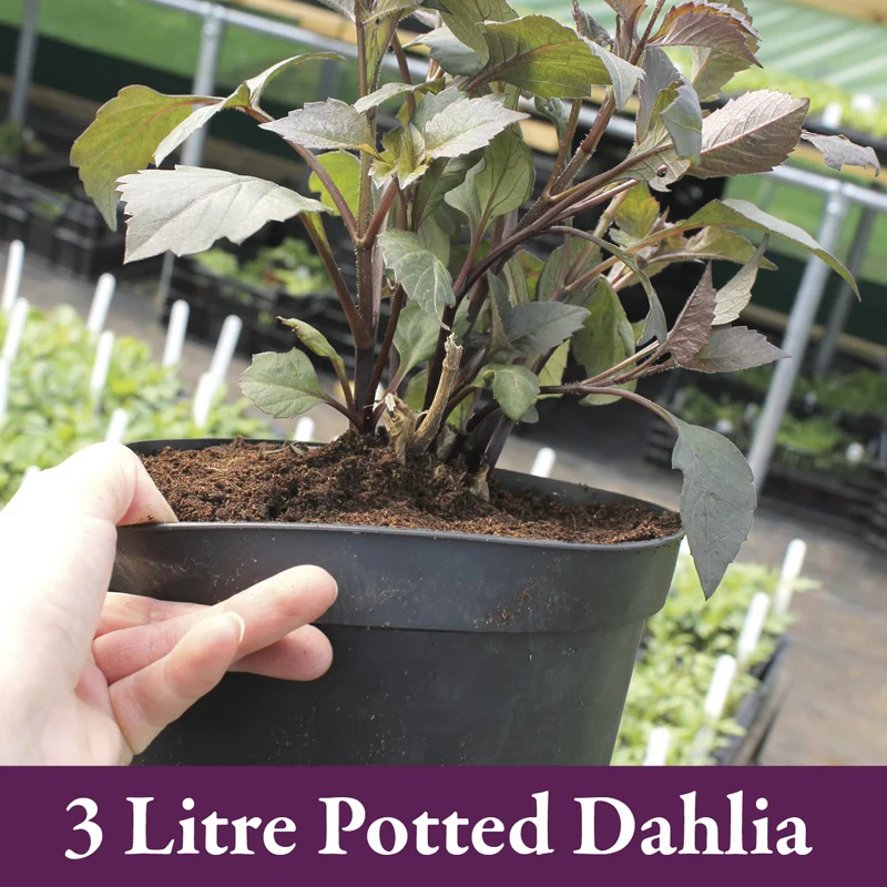 Dahlia Safe Shot Potted Plant - Image 3
