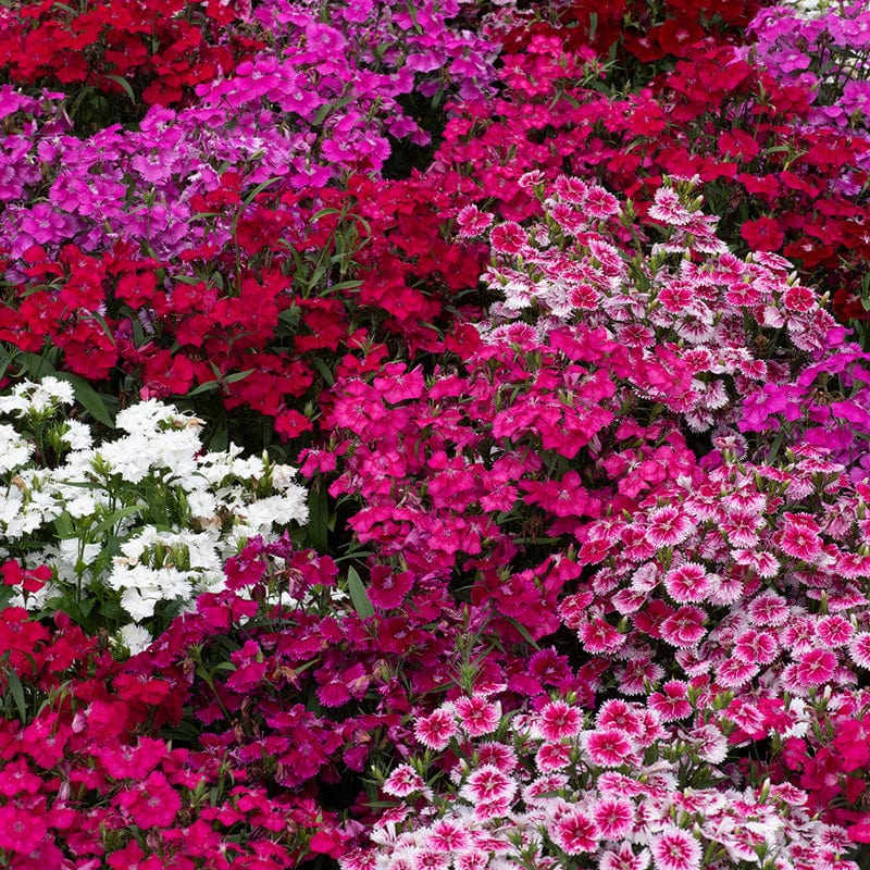 Dianthus Festival Mixed F1 Flower Plants - Image 3
