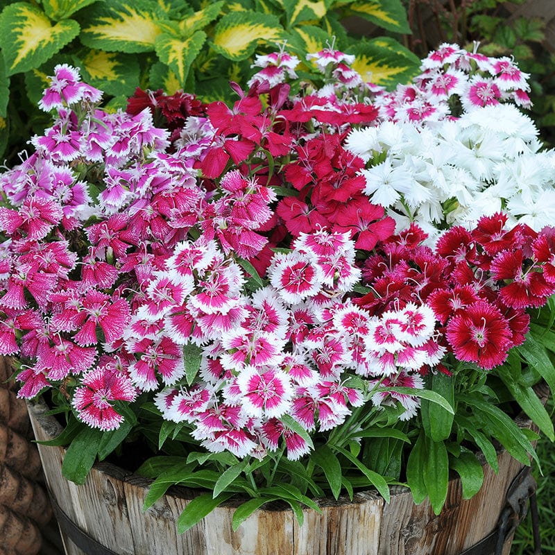 Dianthus Festival Mixed F1 Flower Plants - Image 6