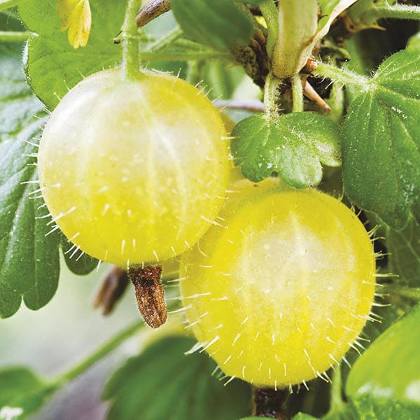 Gooseberry Hinnonmaki Yellow Fruit Plant (Late Season) - Image 3