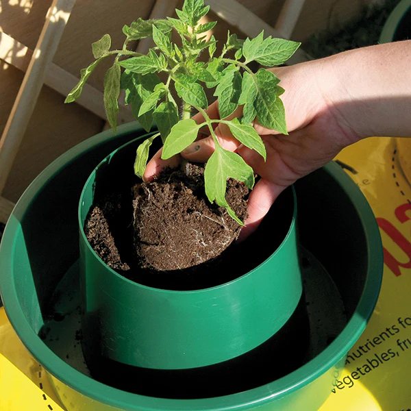 Growpot Tomato Growing Pot x 3 - Image 3