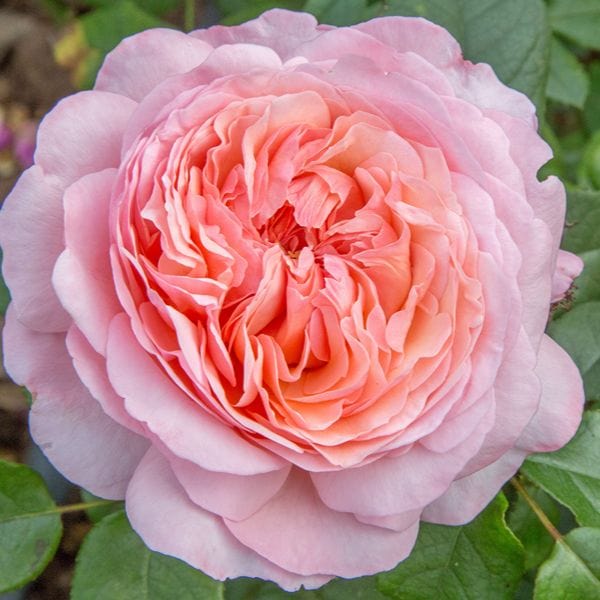 Hybrid Tea Rose Trio Plants Collection - Image 3