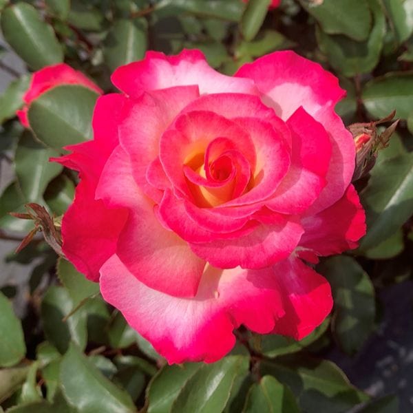 Hybrid Tea Rose Trio Plants Collection - Image 4