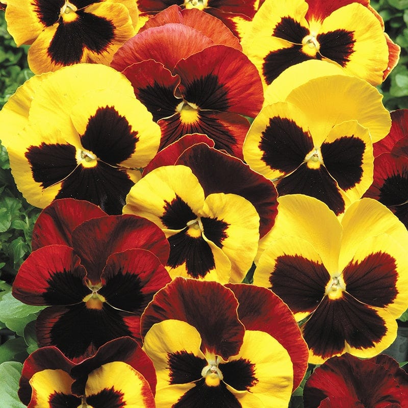 Pansy Matrix Mix Autumn Blaze Flower Plants - Image 4