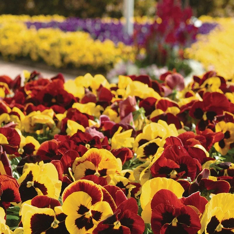 Pansy Matrix Mix Autumn Blaze Flower Plants - Image 5