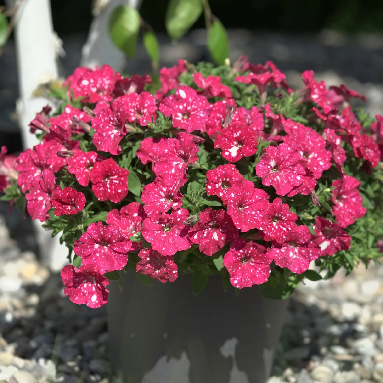 Petunia Sparkling Sky Flower Plants Collection - Image 3