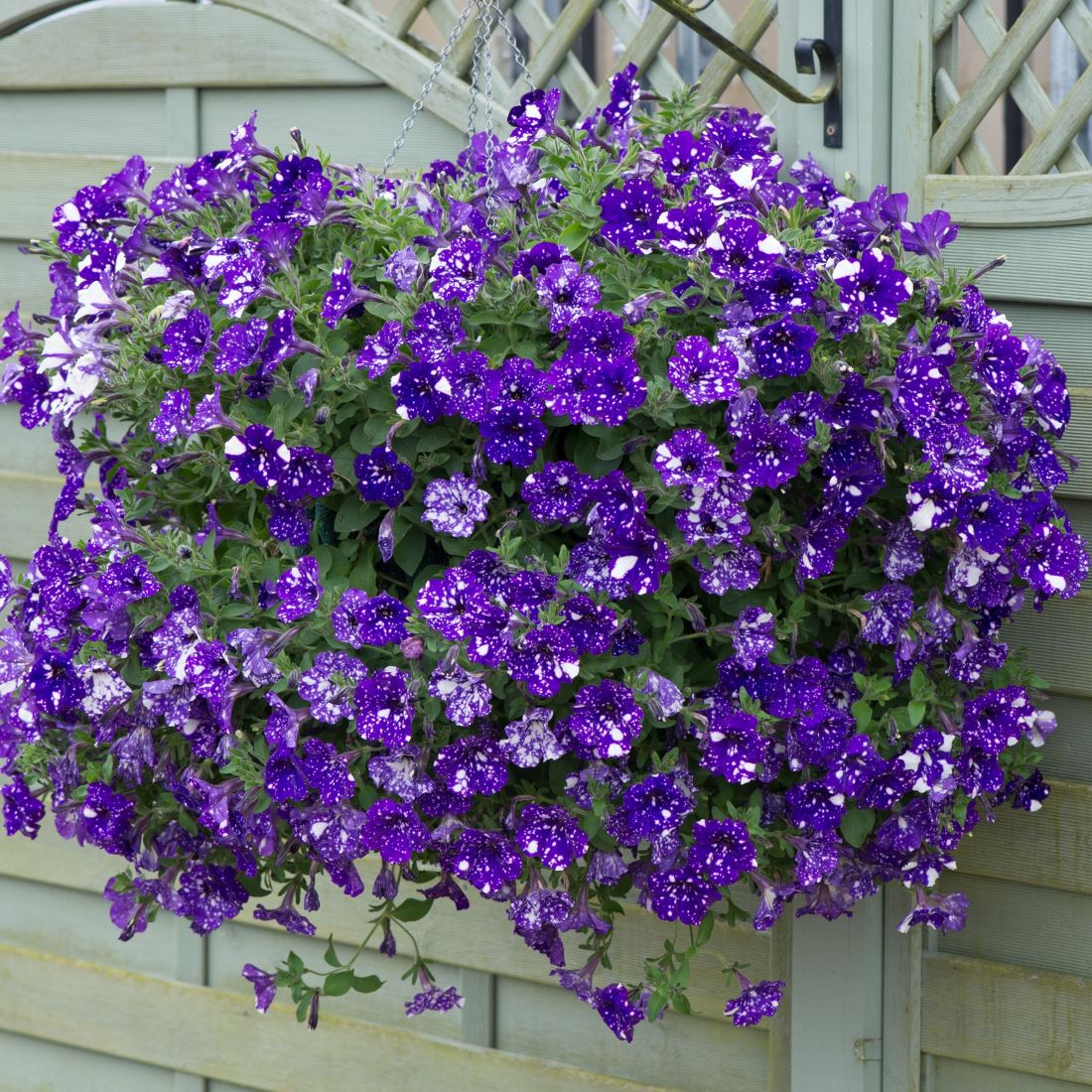 Petunia Sparkling Sky Flower Plants Collection - Image 4