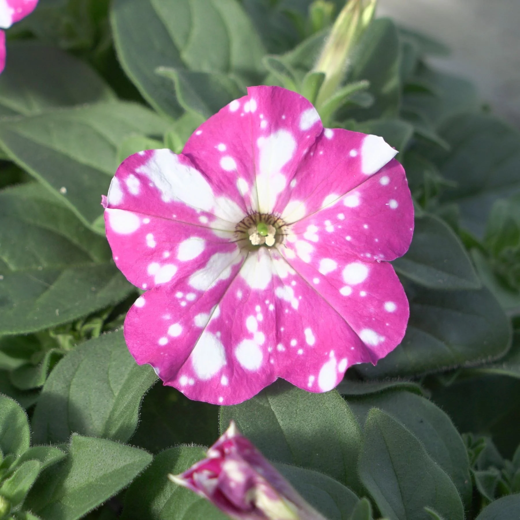 Petunia Sparkling Sky Flower Plants Collection - Image 5