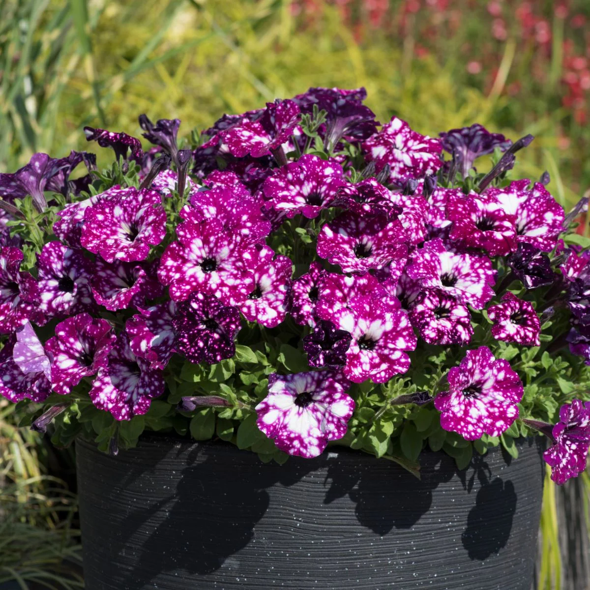 Petunia Sparkling Sky Flower Plants Collection - Image 6