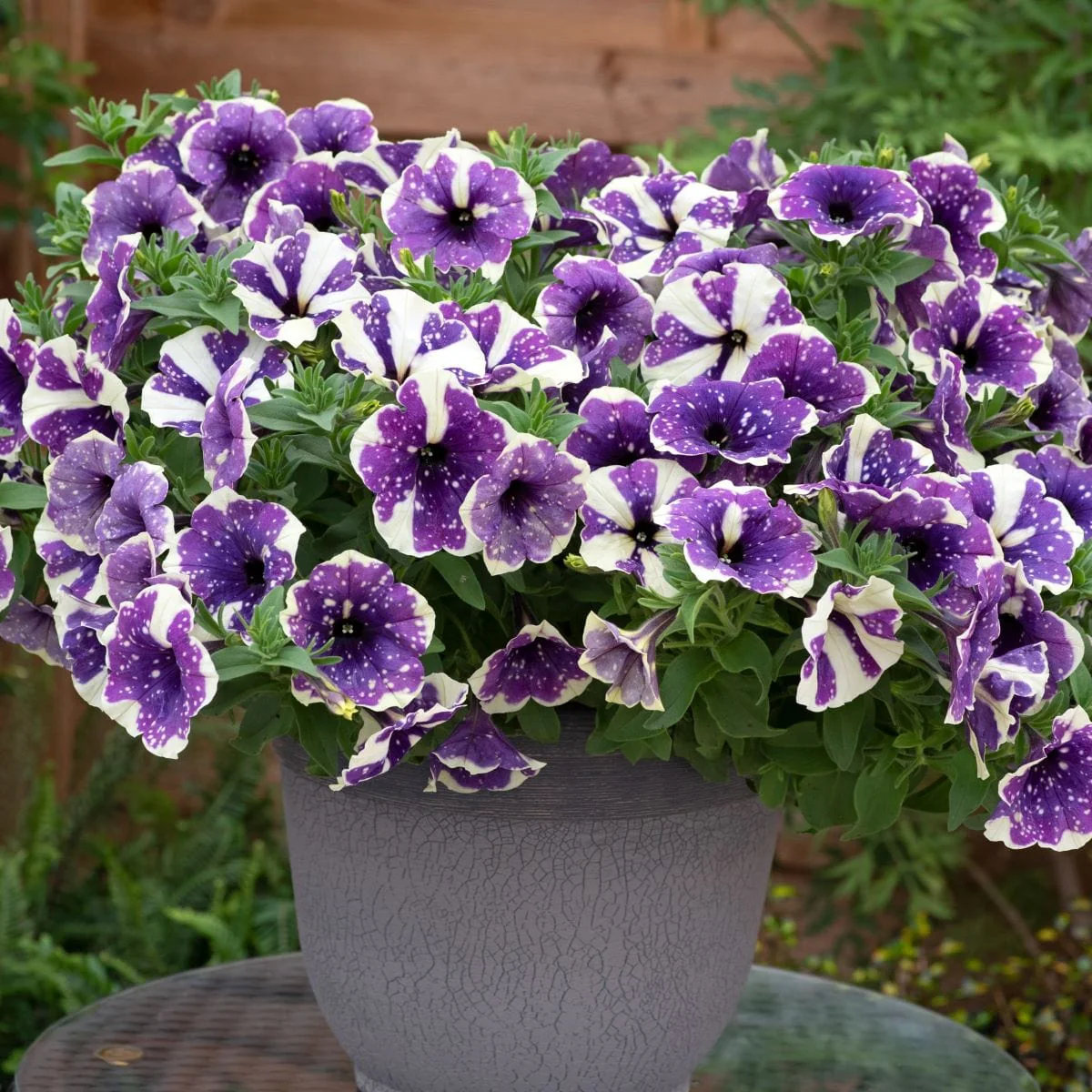 Petunia Sparkling Sky Flower Plants Collection - Image 7