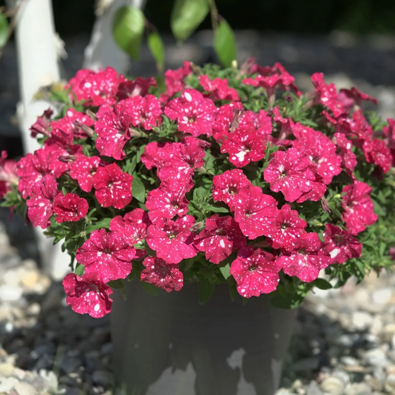 Petunia Sparkling Sky Flower Plants Collection - Image 8