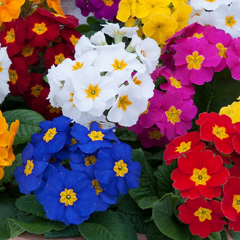 Polyanthus Crescendo Mixed F1 Plants - Image 5