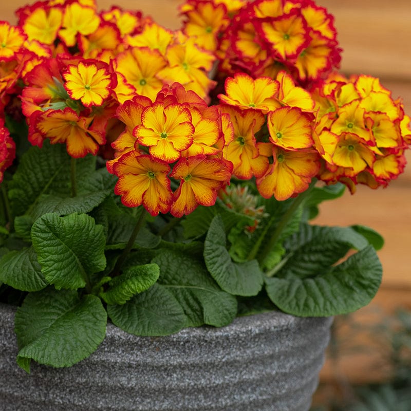 Polyanthus Showstopper Fire Dragon F1 Plants - Image 3