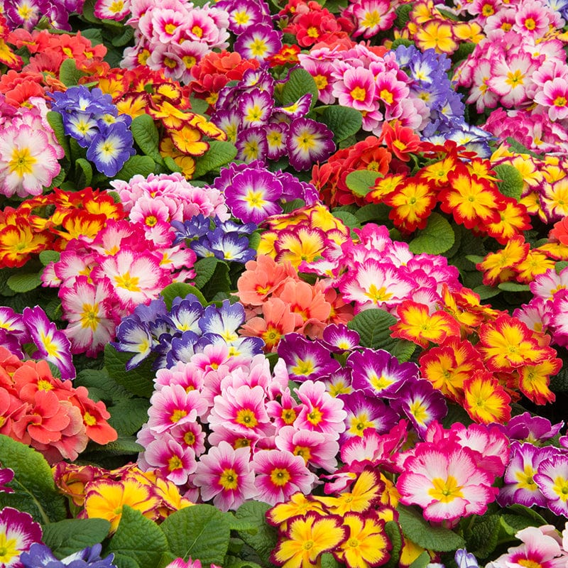 Primula Alaska Mix Bicolour Flower Plants - Image 3
