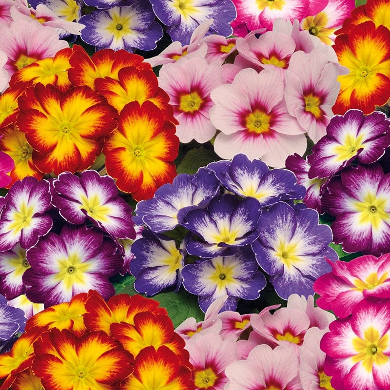 Primula Alaska Mix Bicolour Flower Plants - Image 4