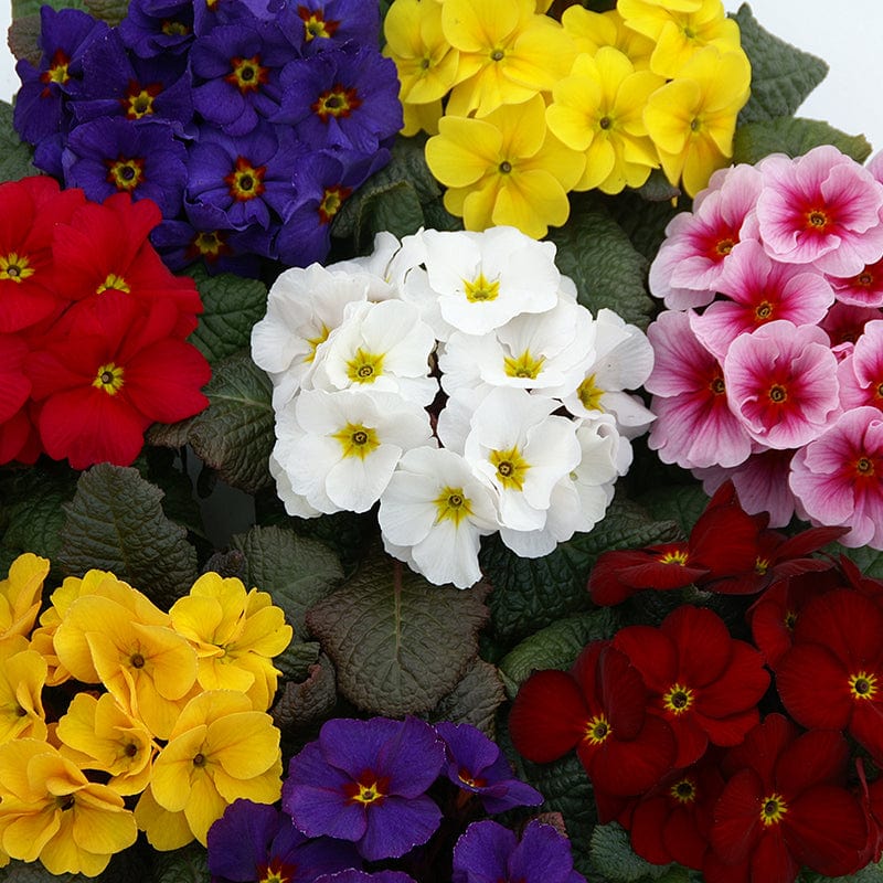 Primula Wanda XP Mix Flower Plants - Image 3
