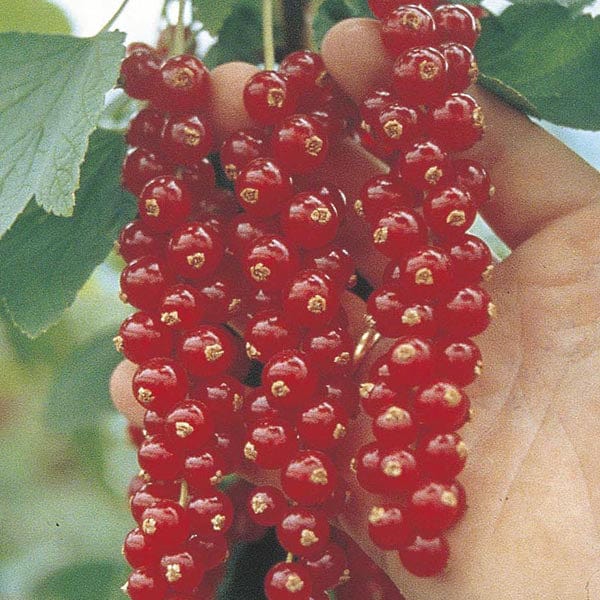 Season Long Currant Fruit Plant Collection - Image 3