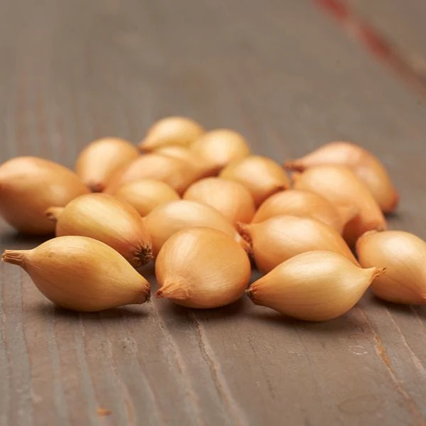 Spring Planting Onion Set Collection - Image 4