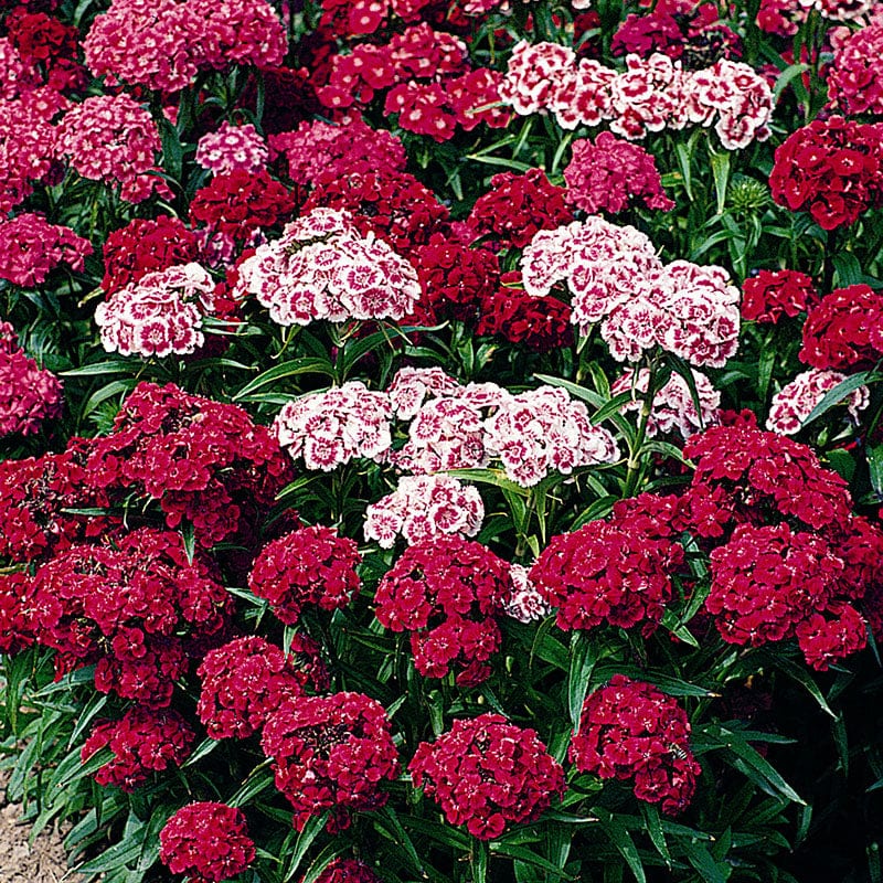 Sweet William Messenger Mix Flower Plants - Image 3