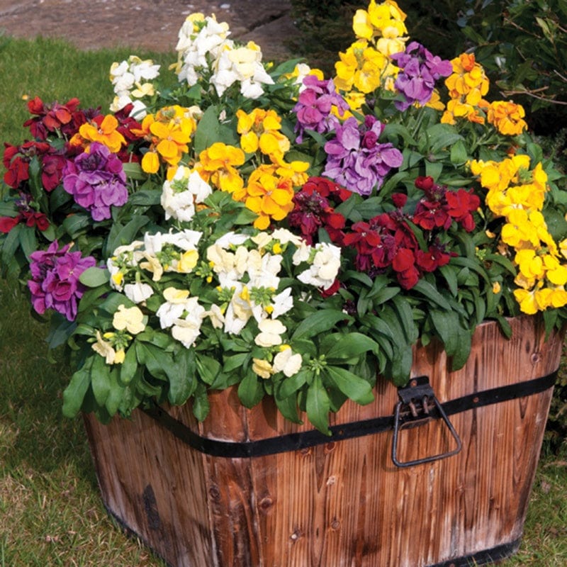 Wallflower Sugar Rush Mixed F1 Plants - Image 4
