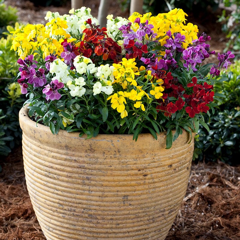 Wallflower Sugar Rush Mixed F1 Plants - Image 5